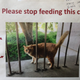 Image for article titled Please Don't Body Shame Cheeto the Cat